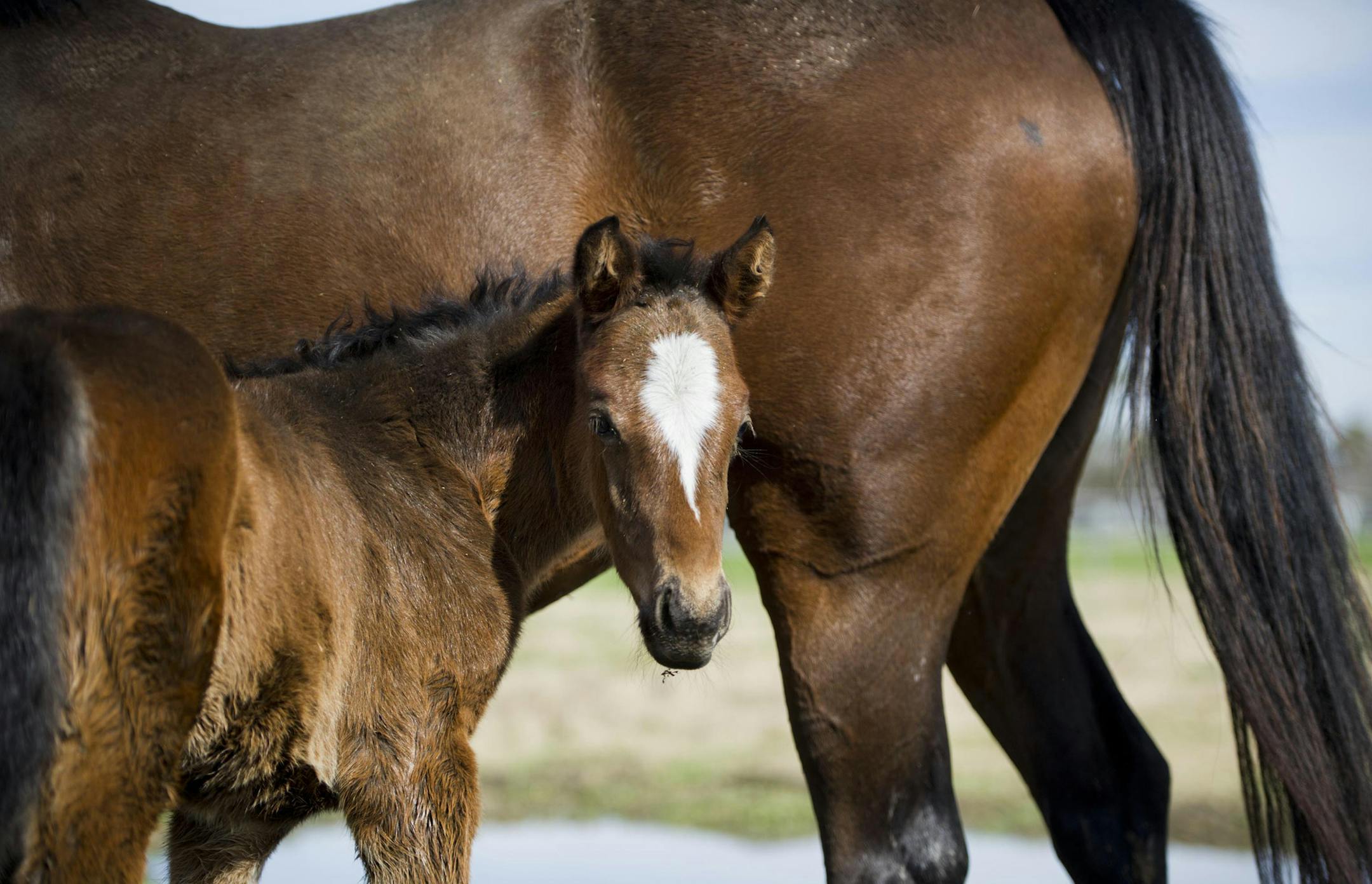 A three-week old foal born with equine maladjustment syndrome, an autism-like syndrome where foals do not acknowledge their mothers or want to nurse, hangs close to its mother in a pasture at Victory Rose Thoroughbreds ranchon Feb. 11, 2015 in Vacaville, Calif. John Madigan, a veterinary professor and specialist in equine and comparative neurology at UC Davis, and others are seeking to make the connection between the amount of neurosteroids in the foals and their maladjustment. (Lezlie Sterling/