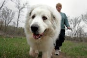 Houston, a Great Pyrenees, was walked by owner Diana Vidmar of Shorewood at Purgatory Park in Minnetonka in 2008. 