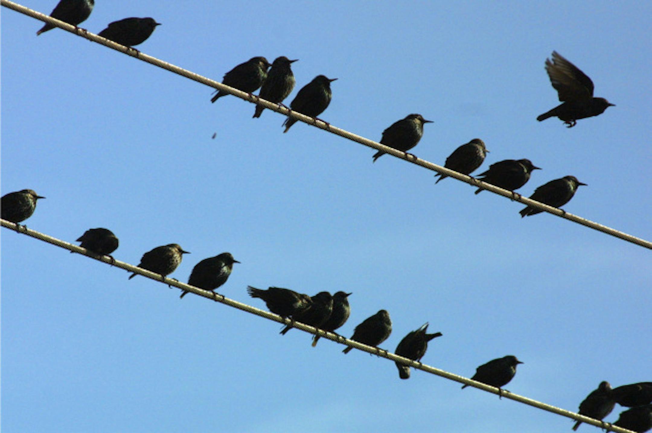 St. Paul, MN 12/14/20002 Annual Christmas bird count,- all birds, great and small get counted, including this flock of Starlings on a utility wire in an industrial park.