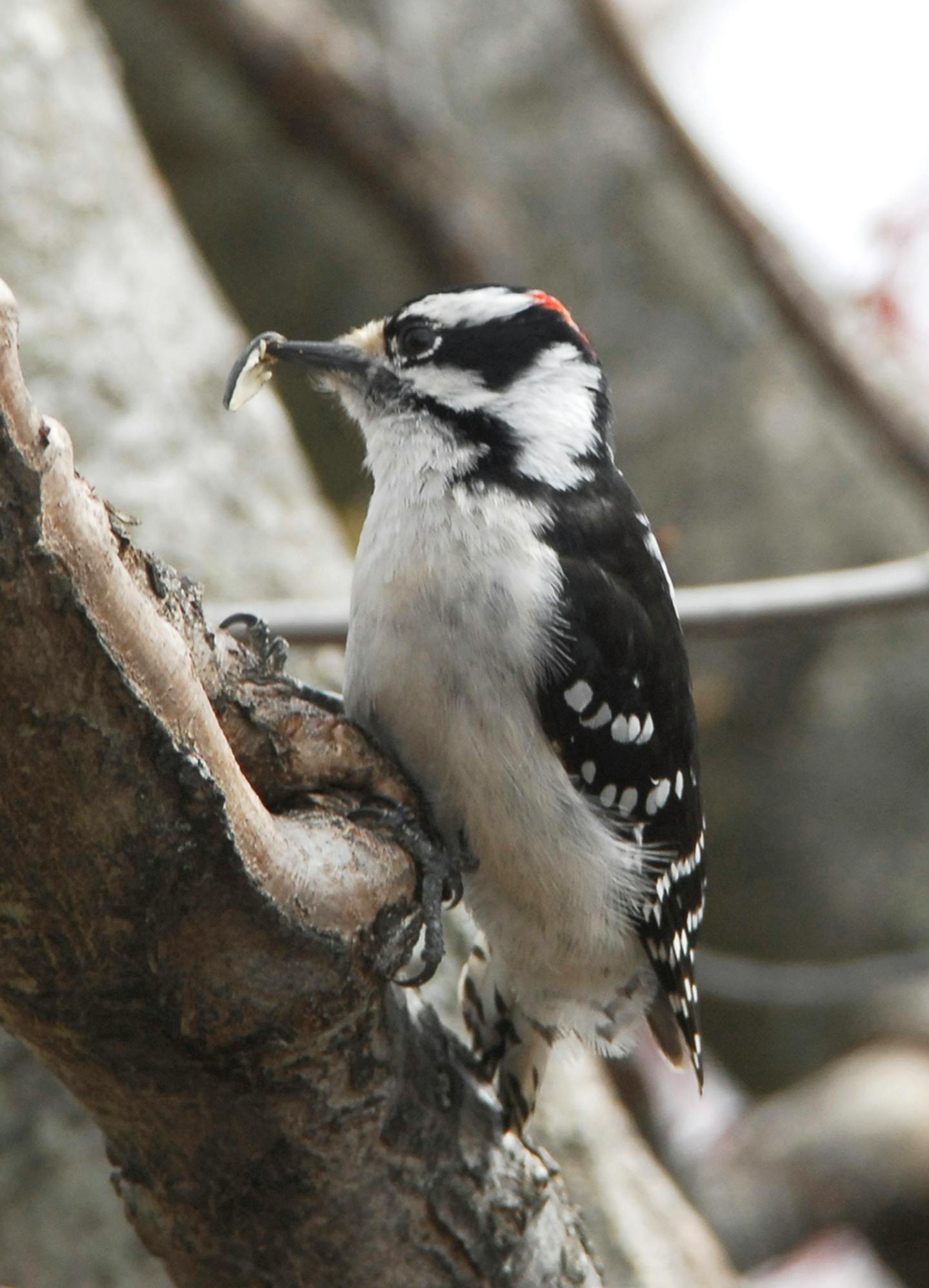 A downy woodpecker perched on a tree with a grub in its beak.