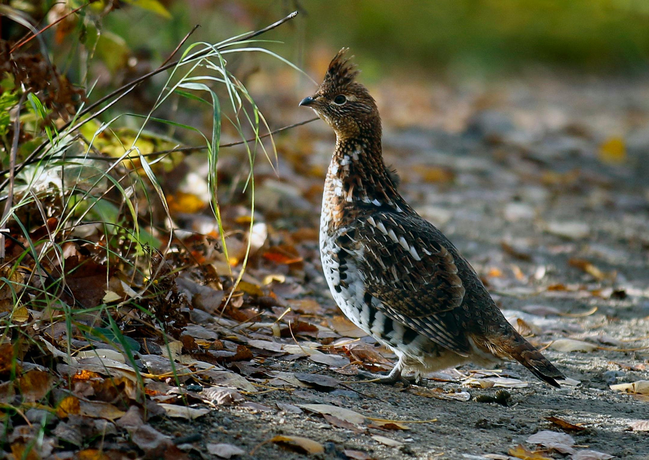 Ruffed grouse