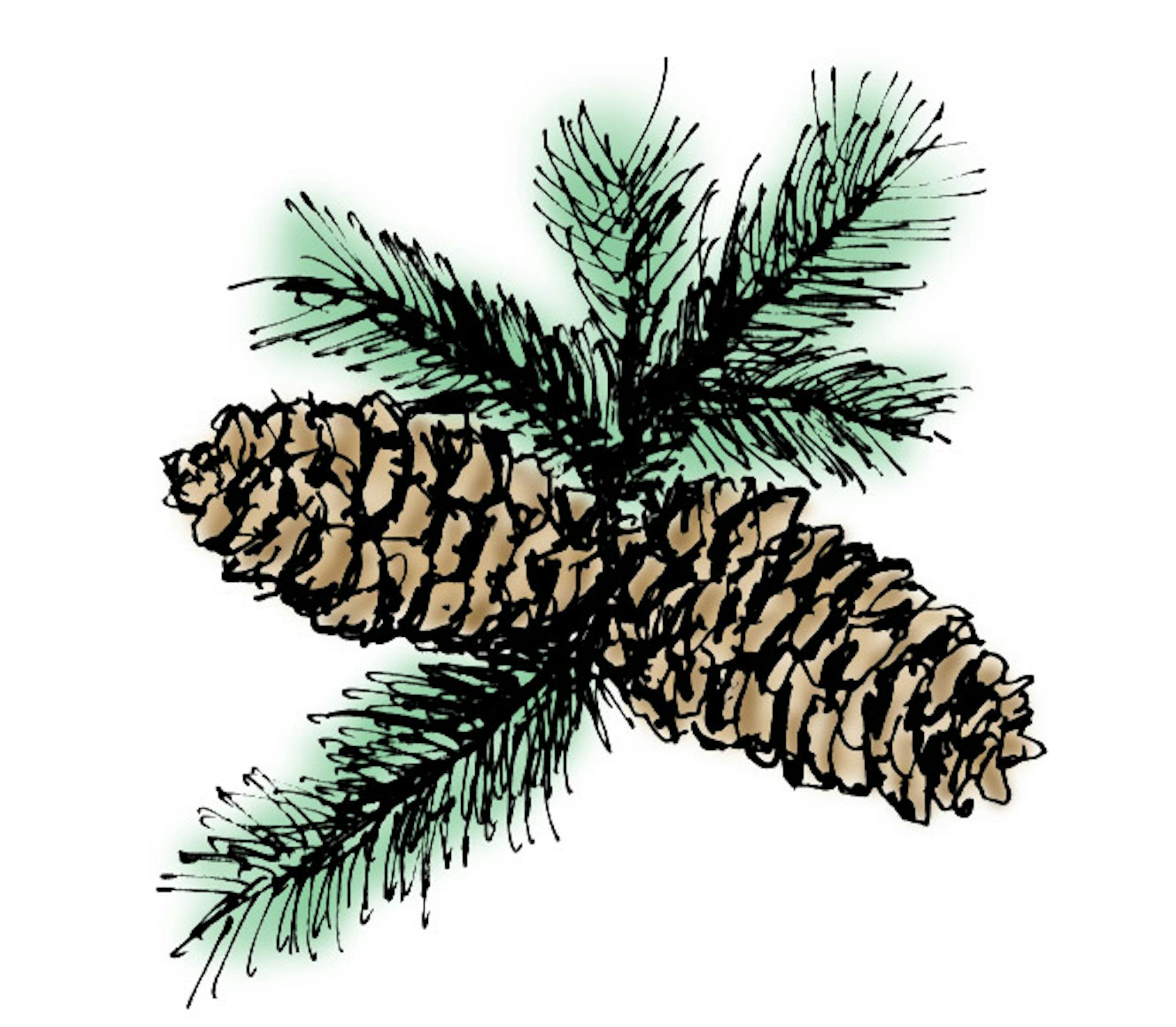Pine cones