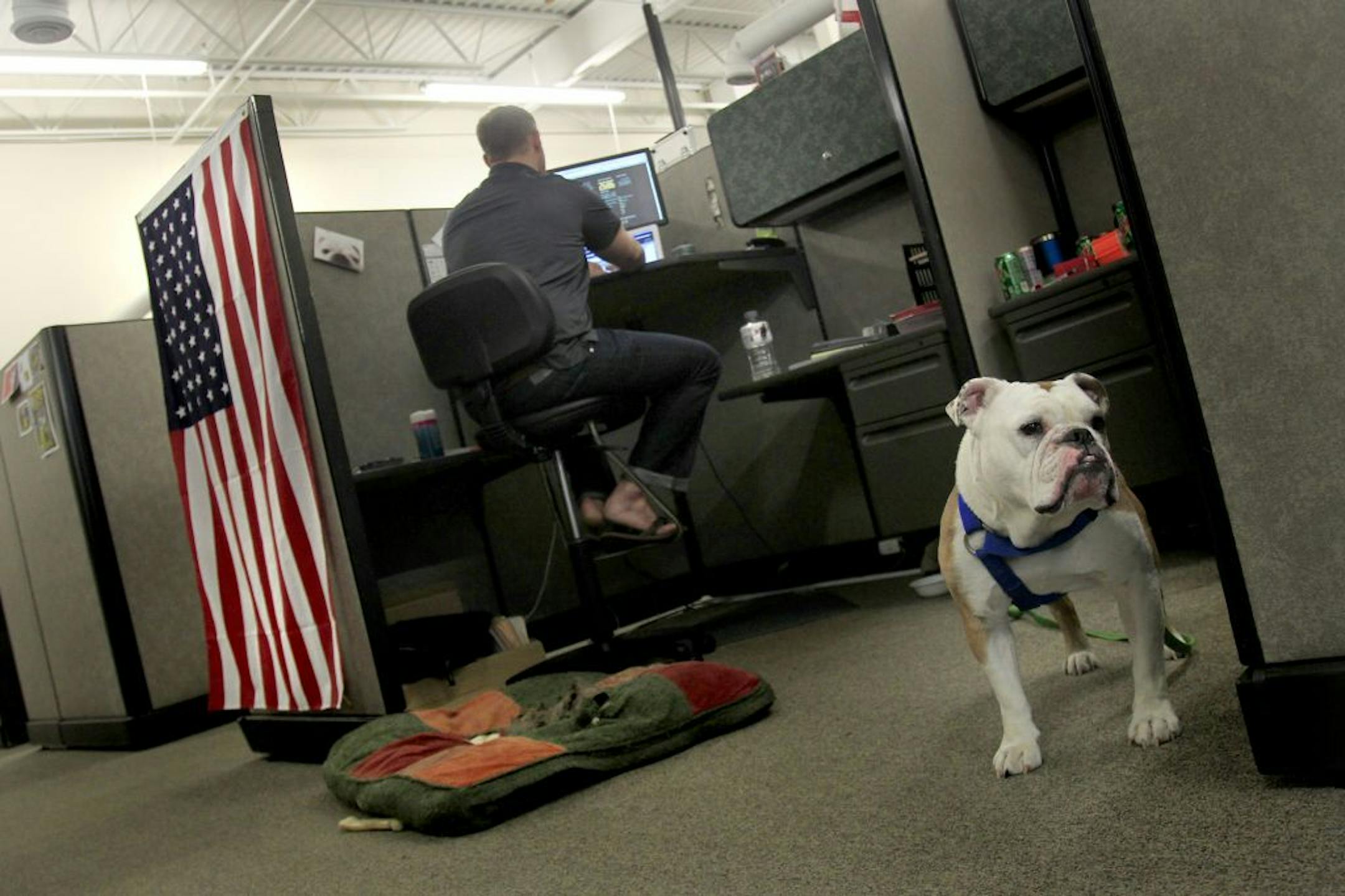 Sean Latterner, an account executive at The Nerdery web design business, worked as his dog "George," took guard near his cubicle Thursday, August 23, 2012 in Bloomigton, MN. (ELIZABETH FLORES/STAR TRIBUNE) ELIZABETH FLORES � eflores@startribune.com