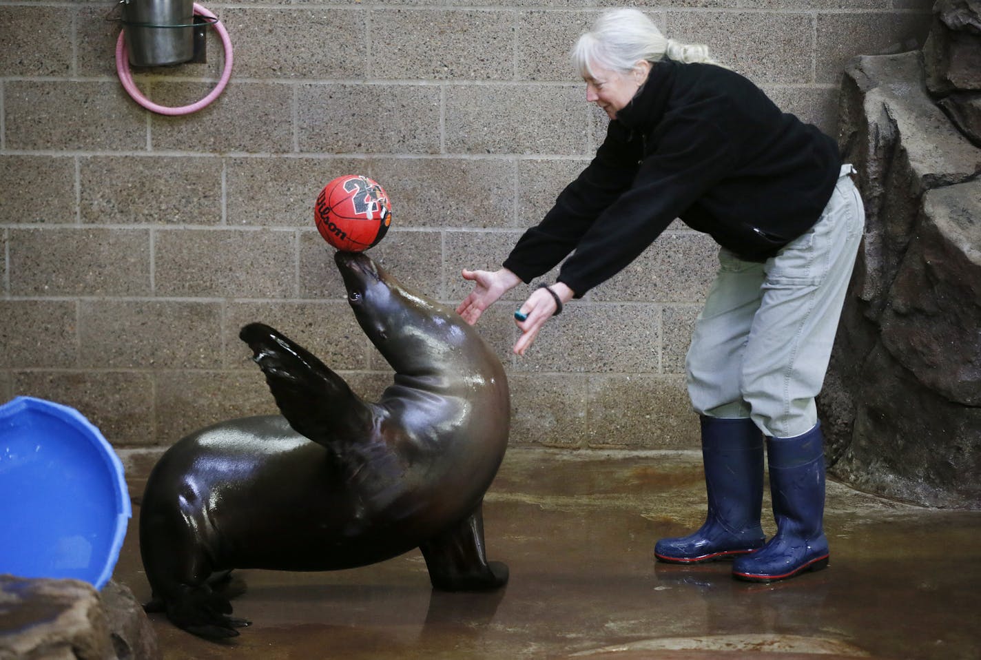 The new habitat for Sparky the sea lion and other sea lions and seals will include two year-round pools, among other features.