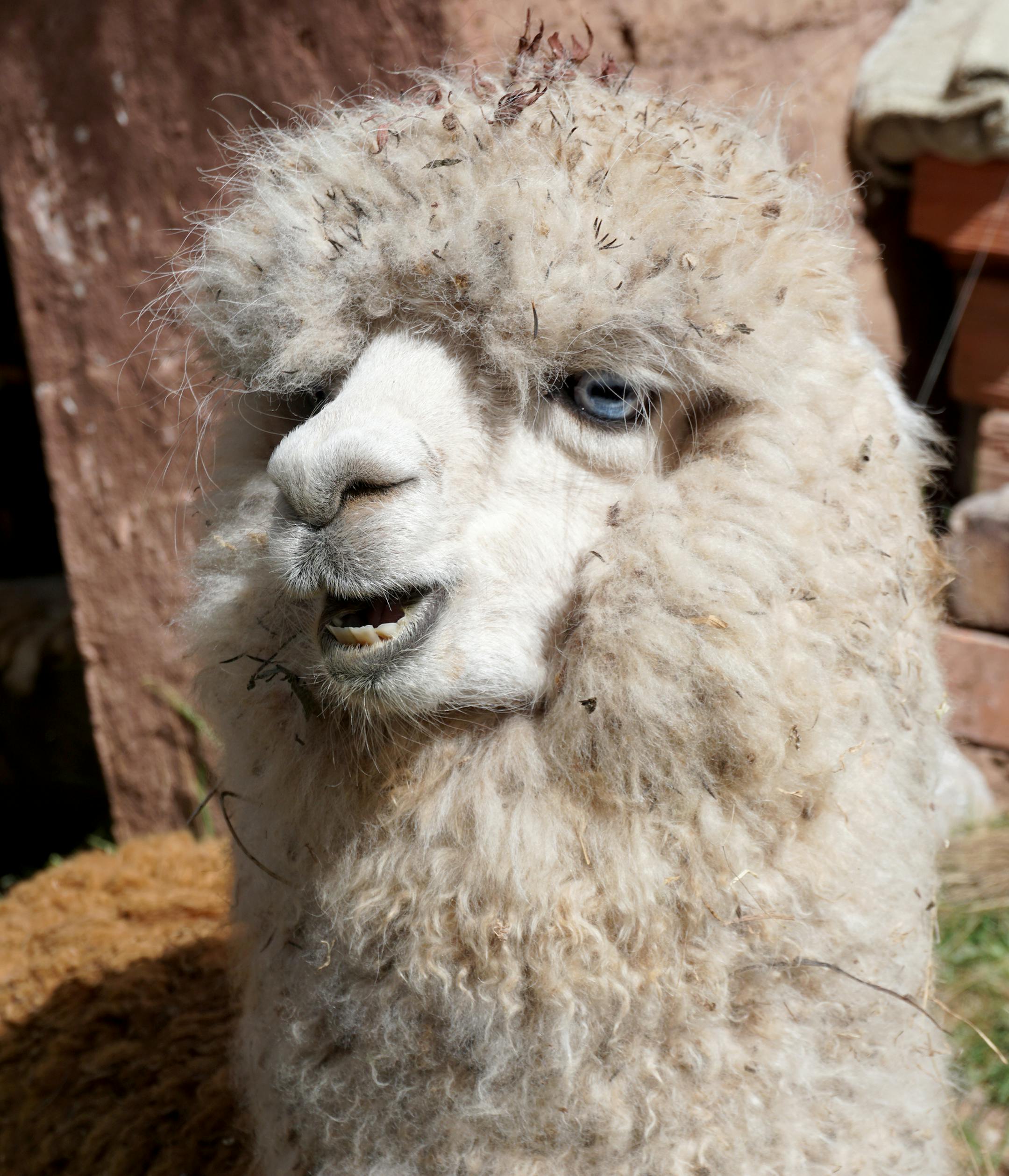 I would like to submit the attached photos for the reader travel photos section of the paper. I’ve included a brief summary of the photo below. Thanks so much for the opportunity to submit! Note- I couldn’t decide between the two photos of the same subject, so I attached both as options. In Peruvian town called Chinchero I met an alpaca named ‘Chaska’. I was astonished at the name knowing it from our Native American history in Minnesota. In the Quechua language spoken