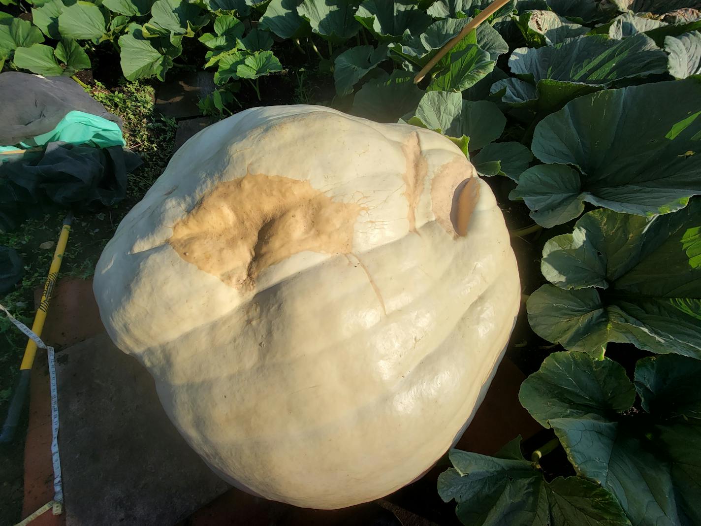 Travis Gienger grew a 2,560-pound pumpkin in his patch in Anoka.