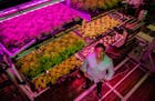 Jake Counne, founder of Backyard Fresh Farms, an indoor vertical farming facility located at The Plant, which houses food and agricultural startups, i