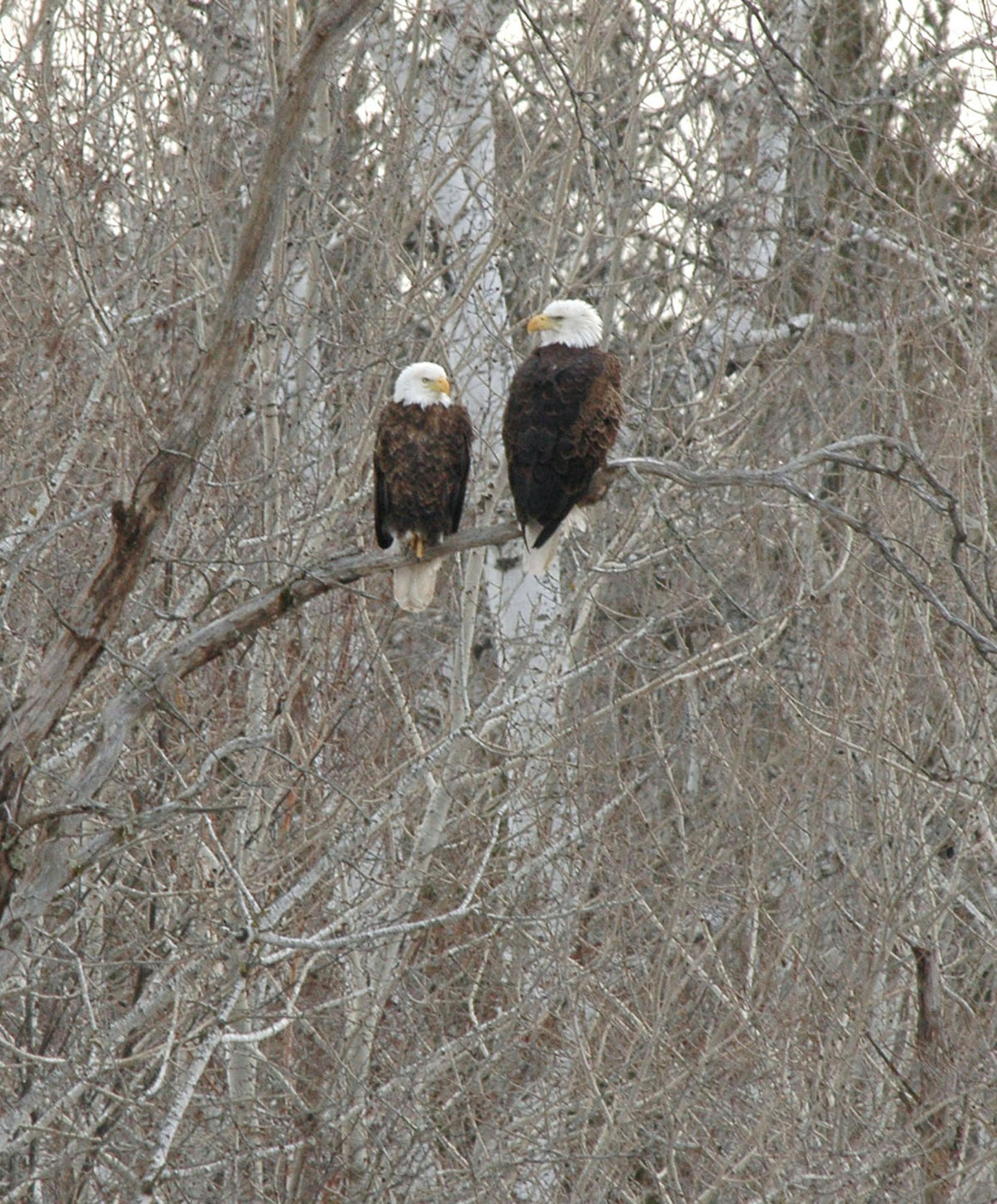 A pair of bald eagles perched on a tree branch.
