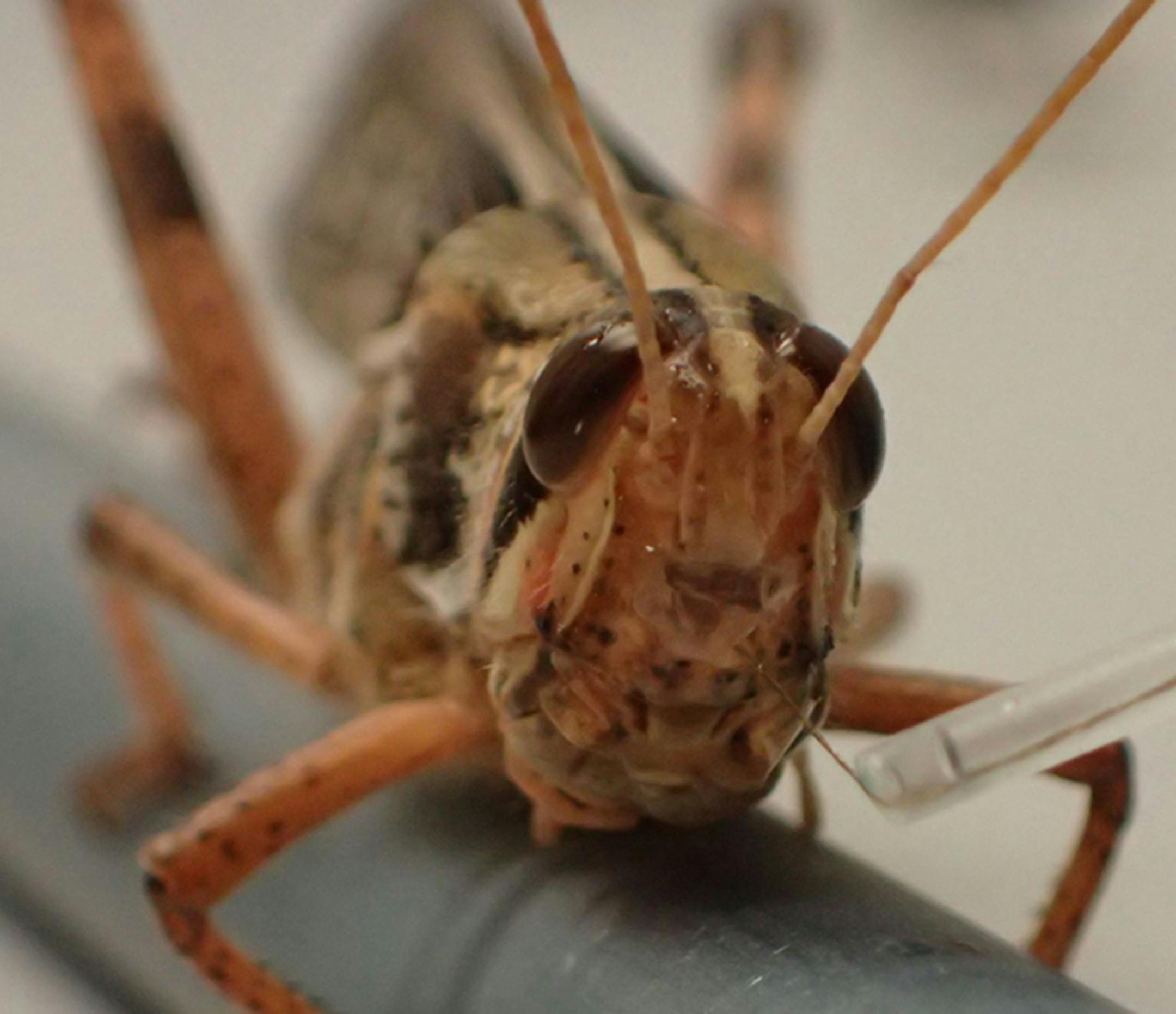 Researchers showed how they were able to hijack a locust's olfactory system to both detect and discriminate between different explosive scents — another step in the direction toward bomb-sniffing locusts. (Raman Lab/TNS) ORG XMIT: 1747252