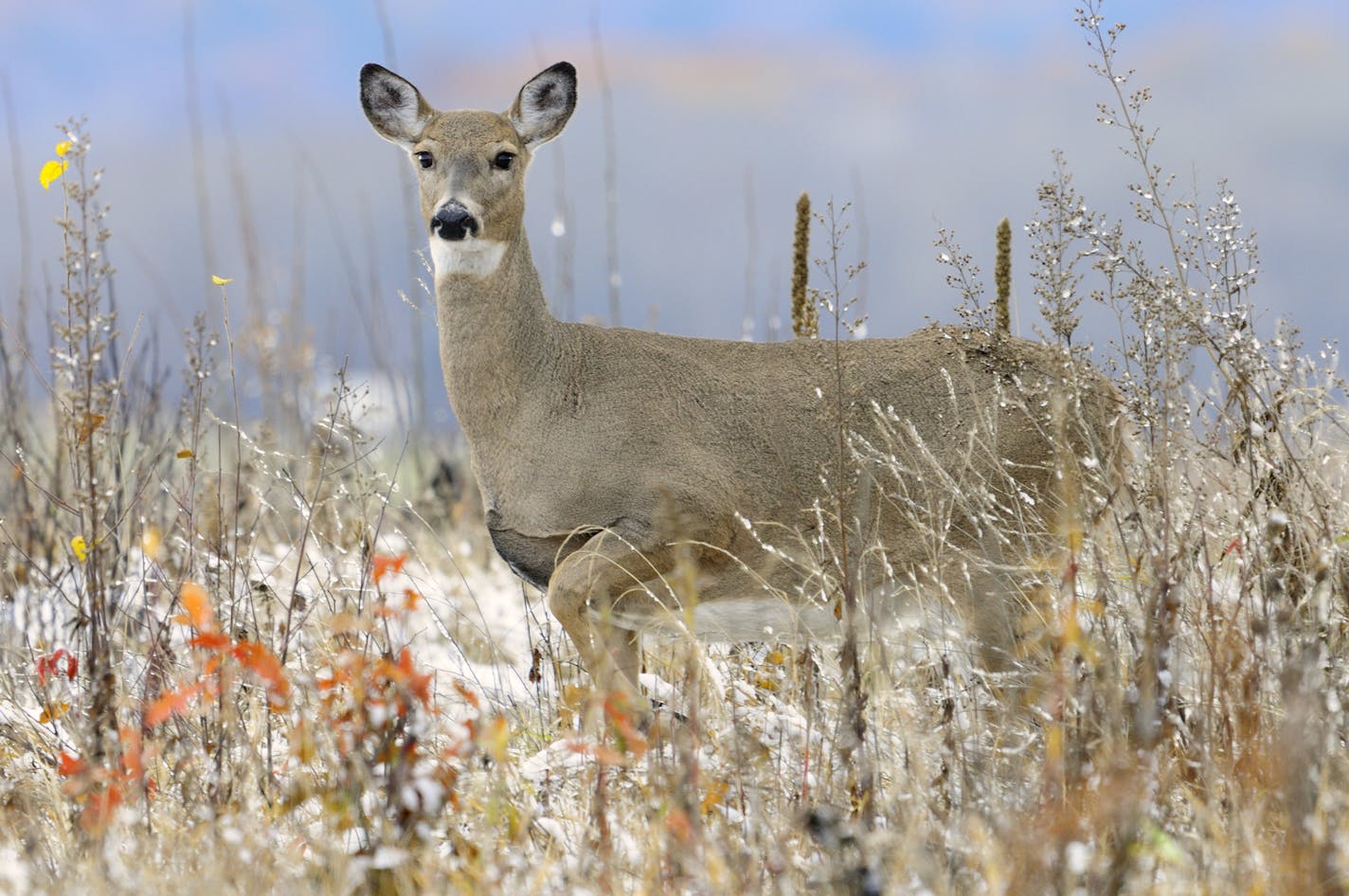 A whitetail doe performs what is called a "foot stomp." The deer will lift its forefoot slowly and then stamp downward with immense force. Often followed by a vocal snort, the stamp alerts other deer of potential danger. Photo by Bill Marchel