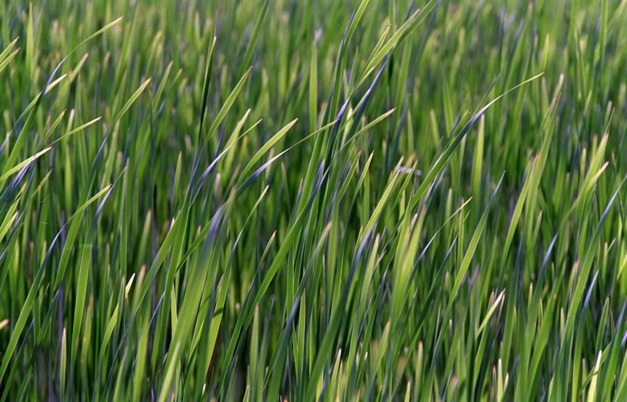 New cattail growth on Carlos Avery Wildlife Management Area after the fire grew back lush and green much faster than cattail not burnt due to the nutrients from the fire.