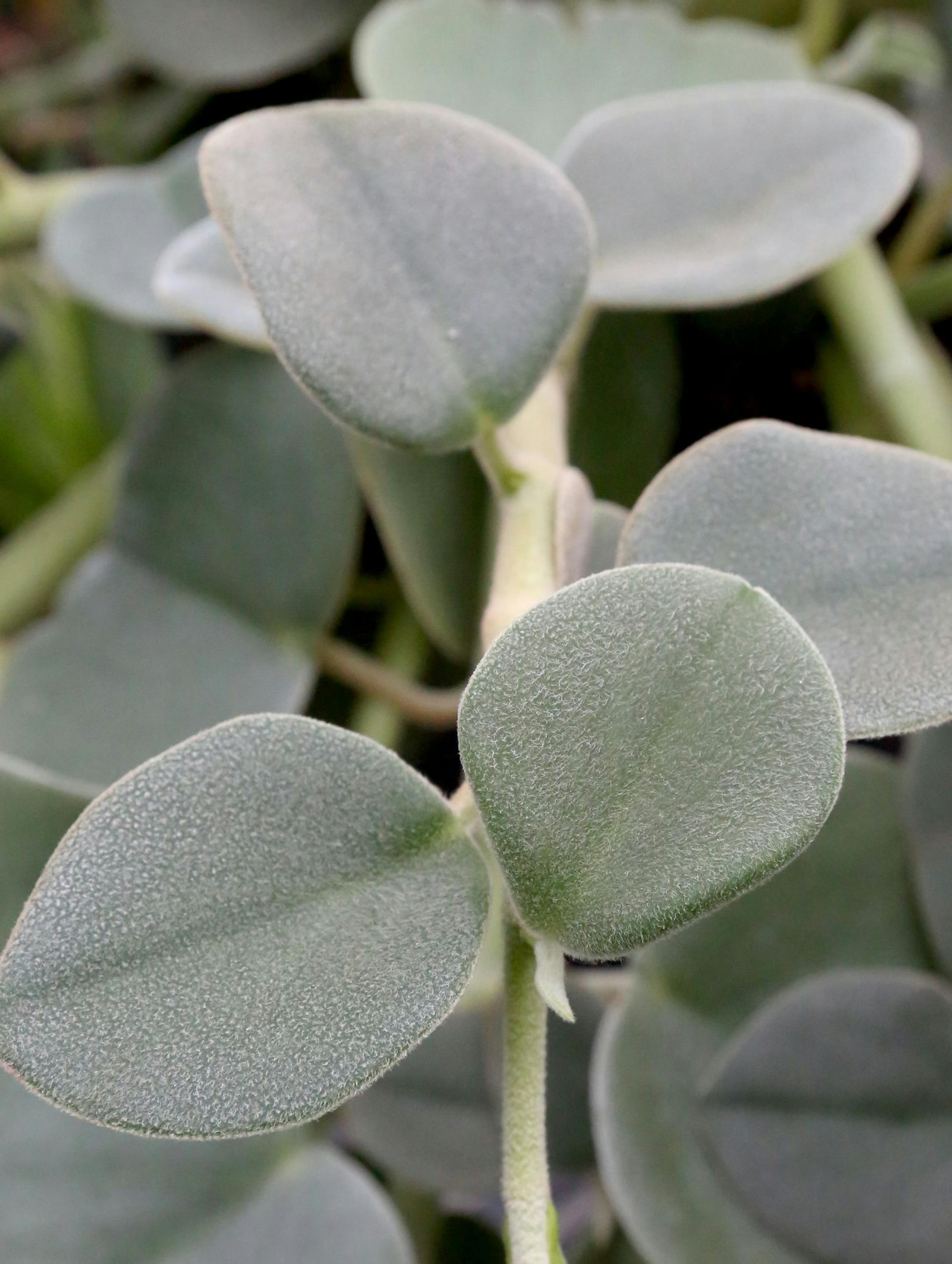 A soft-leaf Peperomia plant in the Amazon greenhouse in Woodinville, Wash., on December 5, 2016, one of the 2,500 plant species and more than 25,000 plants in the greenhouse. (Greg Gilbert/Seattle Times/TNS) ORG XMIT: 1195463
