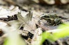 A small wood frog sat out on a dead log in the nature path behind the Maplewood Nature Center in 2019. The center closed in March when other city offi