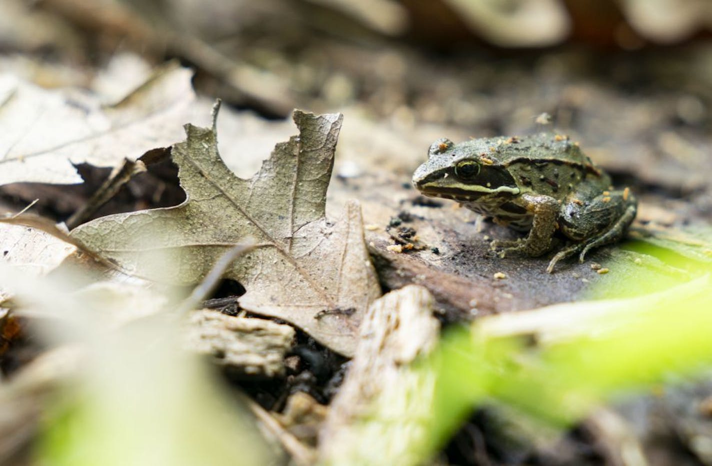 A small wood frog sat out on a dead log in the nature path behind the Maplewood Nature Center in 2019. The center closed in March when other city offices were shuttered due to the COVID-19 pandemic. The city now says it may stay closed indefinitely.