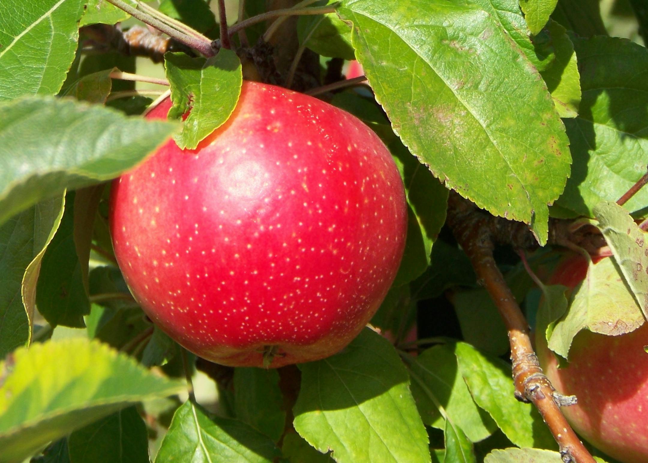 In this Aug. 29, 2009 file photo, SweeTango apples hang from a tree at Pepin Heights Orchards near Lake City, Minn. A judge ordered the University of Minnesota and apple growers fighting for the right to grow a new apple developed at the university into mediation on Friday, Feb. 4, 2011