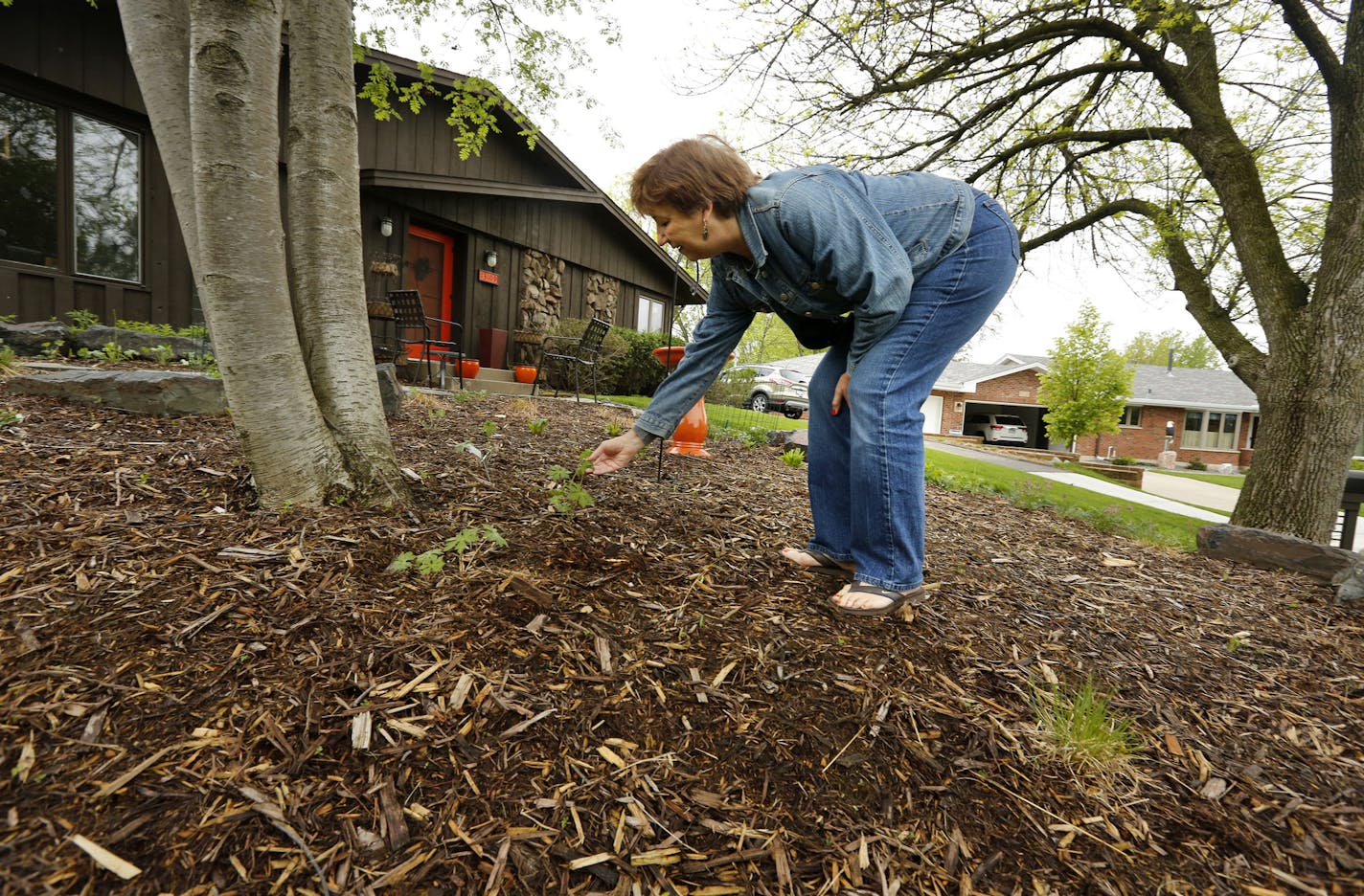 Pat Stevesand's yard and gardens attract Monarch and American Lady butterflies, hummingbirds, bees and other pollinators in summer. She likes it that way. That's why she has planted native plants. ] Brian.Peterson@startribune.com Burnsville, MN - 5/12/2015