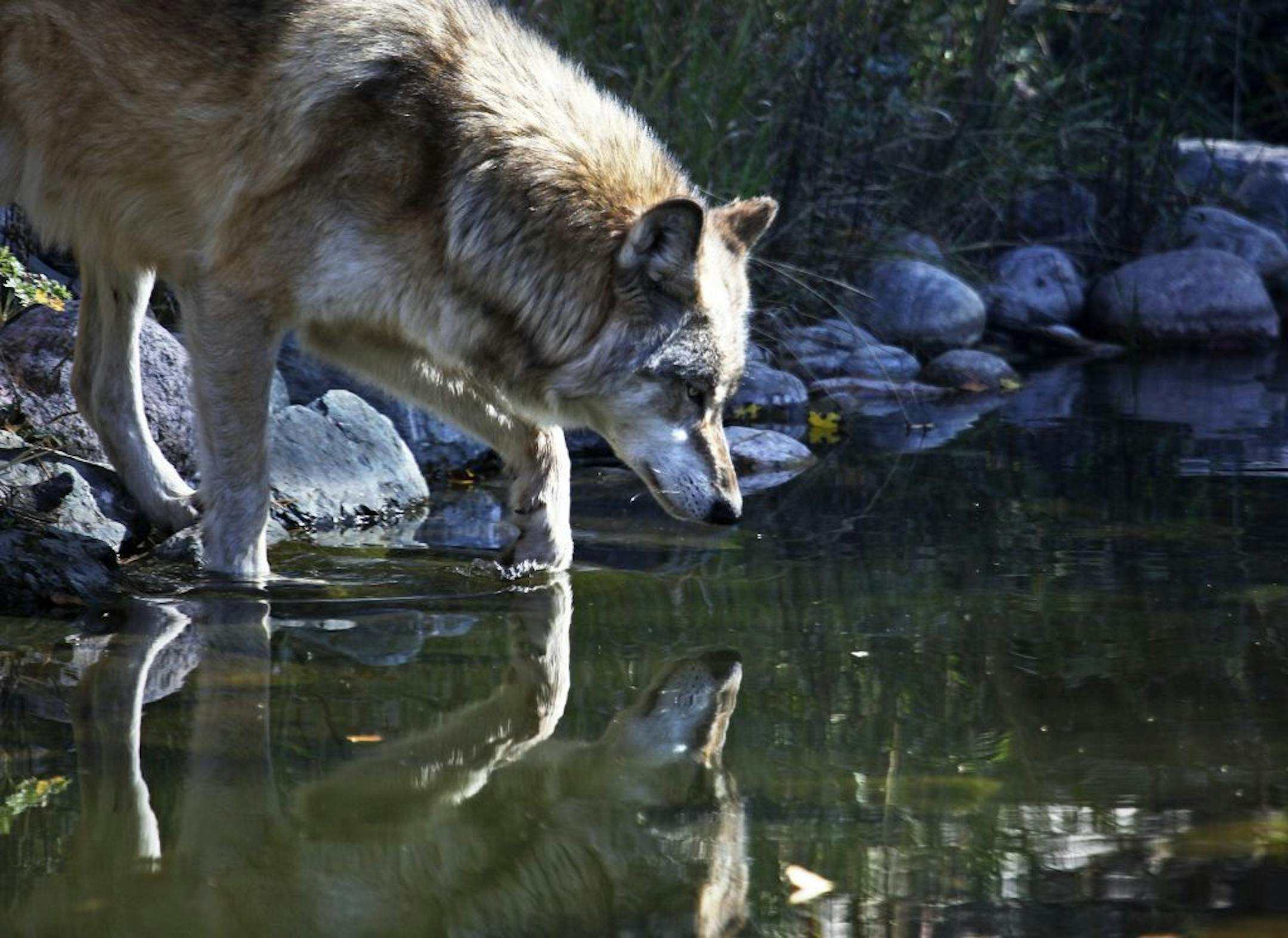 A gray wolf wades across a small pond at the International Wolf Center, Oct. 6, 2011, in Ely, MN.