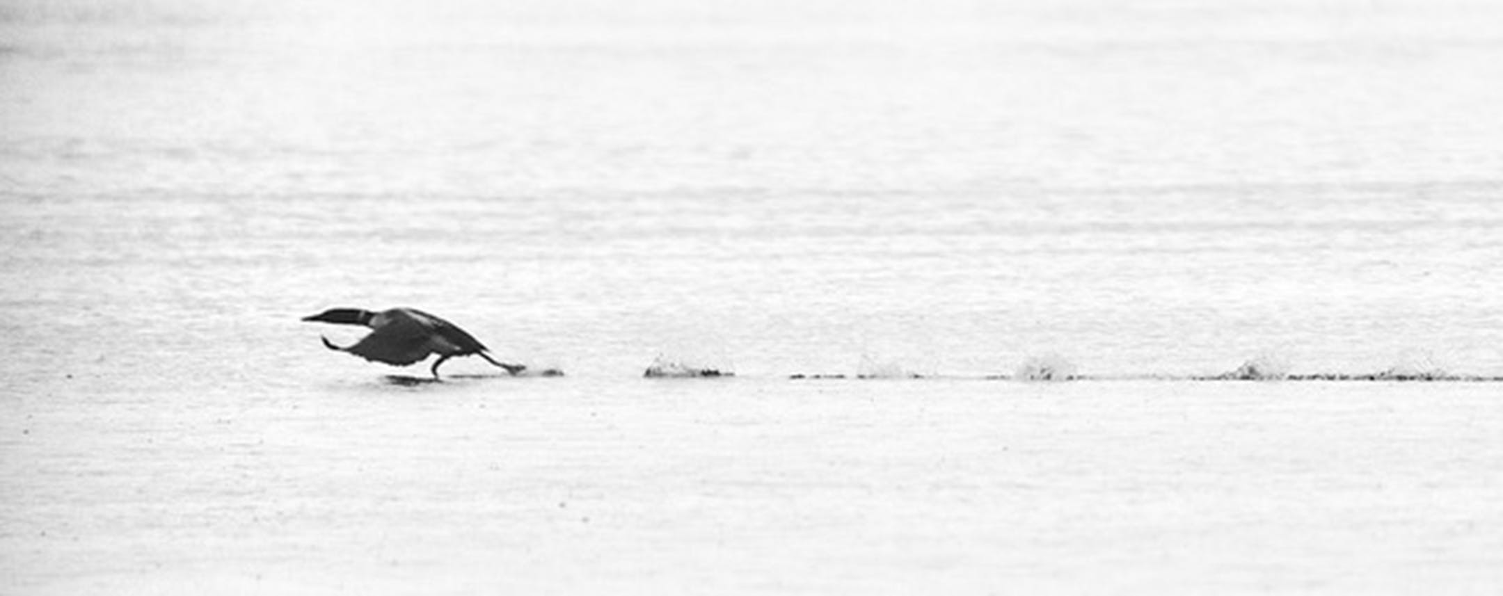 A common loon leaves a wake behind it where it has run across the water in preparation for takeoff.