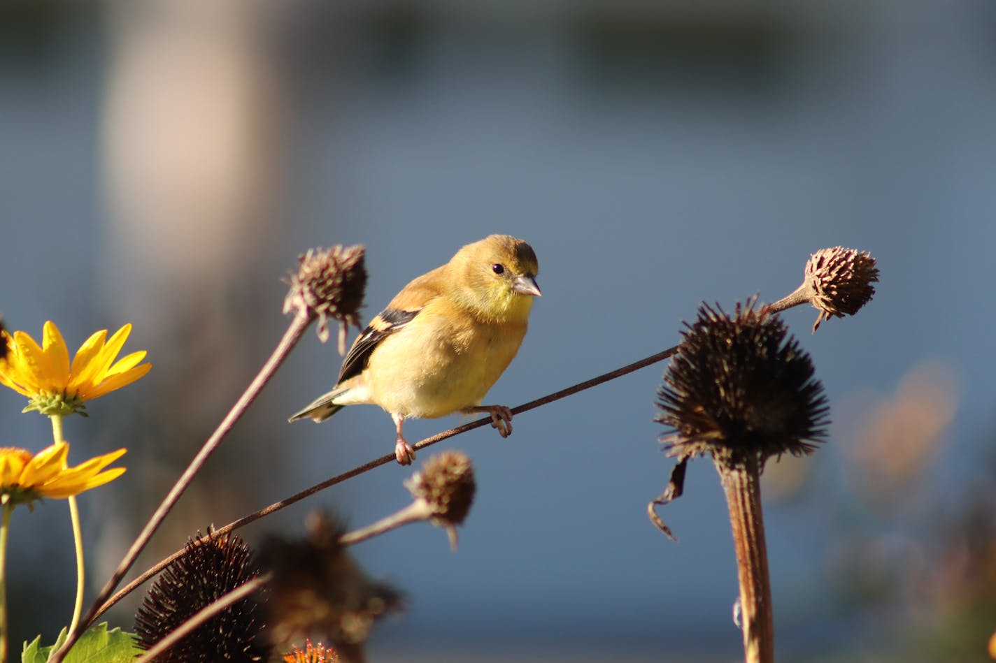 A young finch with dull plumage perches near some seed heads.