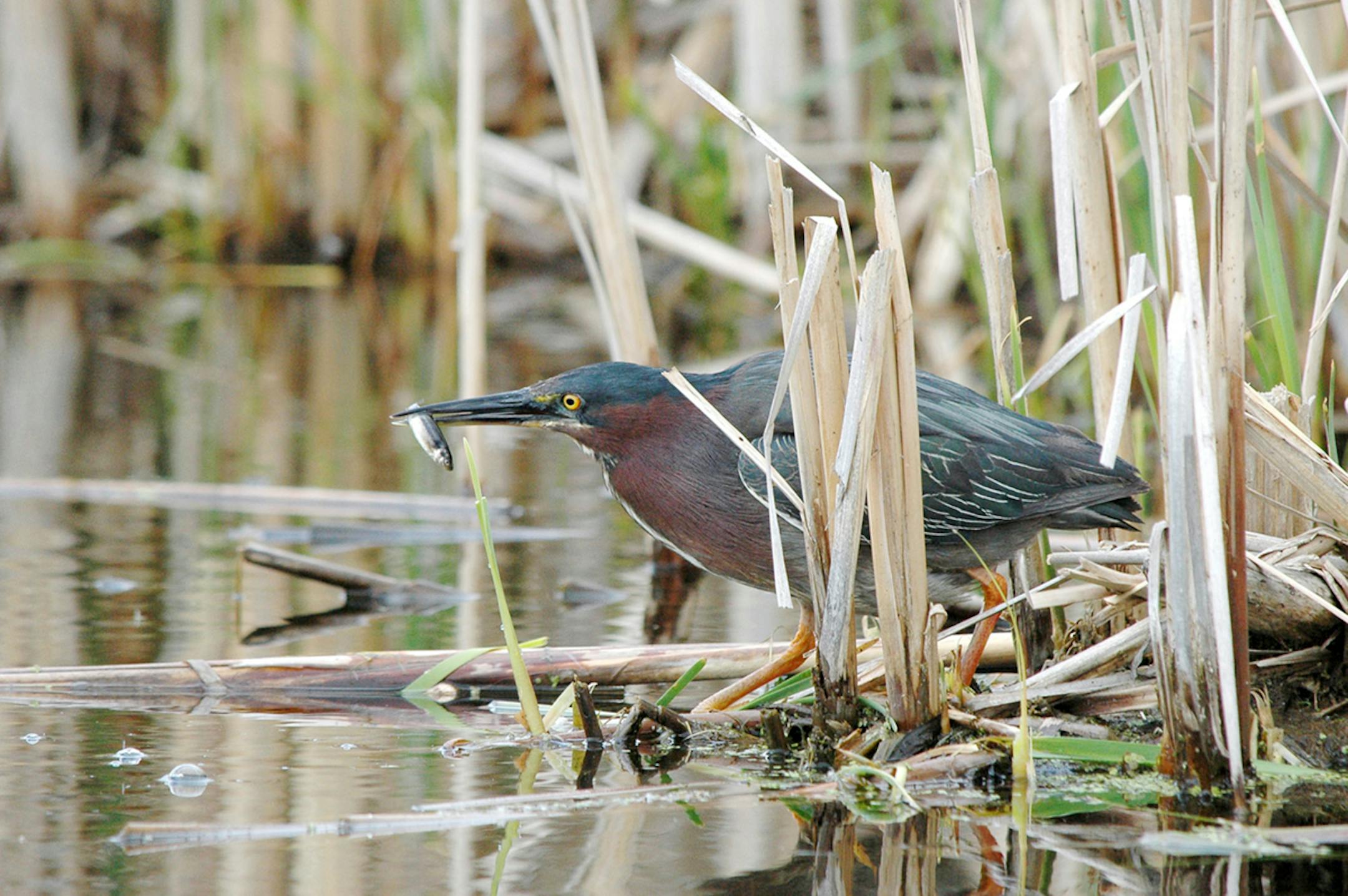 Green herons perch motionless at the edges of ponds and lakes, waiting for a small fish to swim by.
