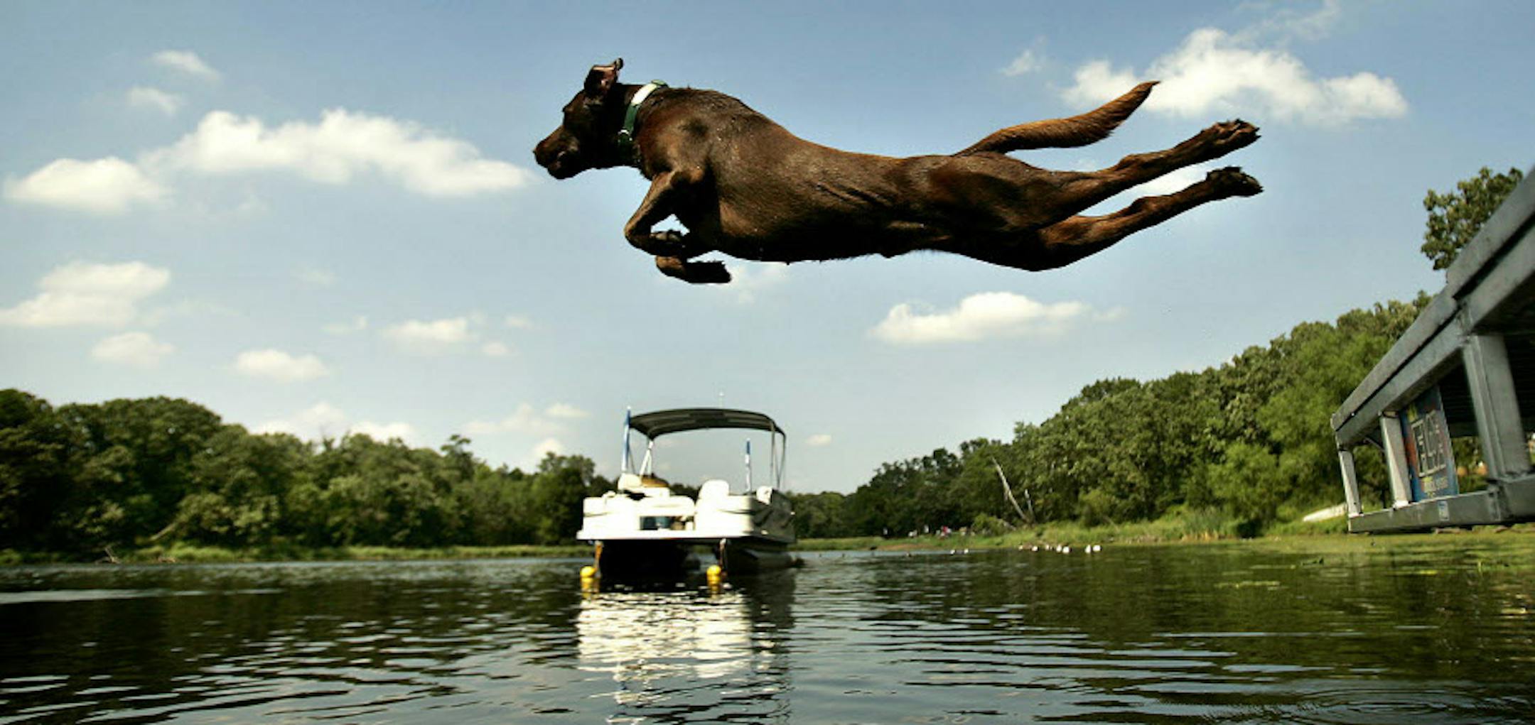 RAMIN RAHIMIAN √î rrahimian@startribune.com Countless dog games, including dock jumping, will get underway when Game Fair 2014 opens Friday in Ramsey for a six-day, two-weekend run. . ORG XMIT: MIN2014073101192865