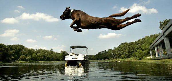 RAMIN RAHIMIAN &#x221a;&#xee; rrahimian@startribune.com Countless dog games, including dock jumping, will get underway when Game Fair 2014 opens Frida