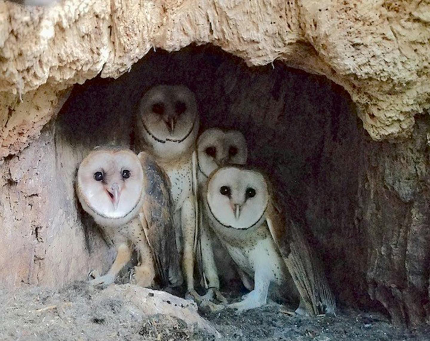 The barn owl family found in LaCrosse, Wis., in October.Photo by Karla Bloem, one-time use only with column