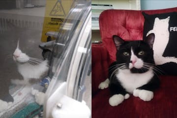 Left, Felix in the oxygen chamber immediately after the accident; right, Felix recovering at home.