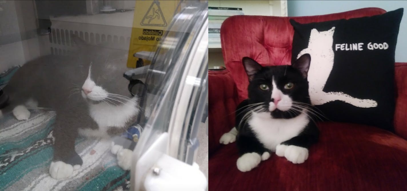 Left, Felix in the oxygen chamber immediately after the accident; right, Felix recovering at home.