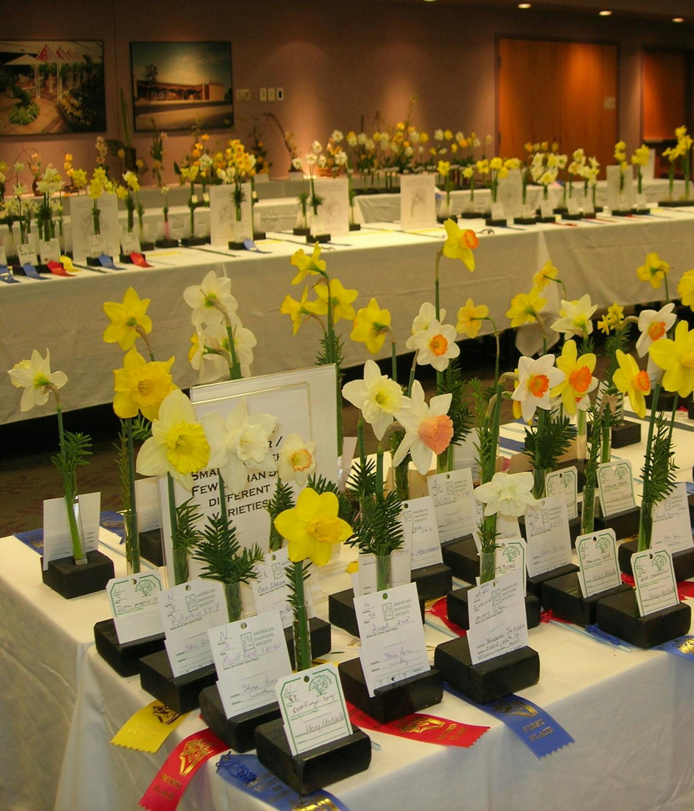 Daffodil show