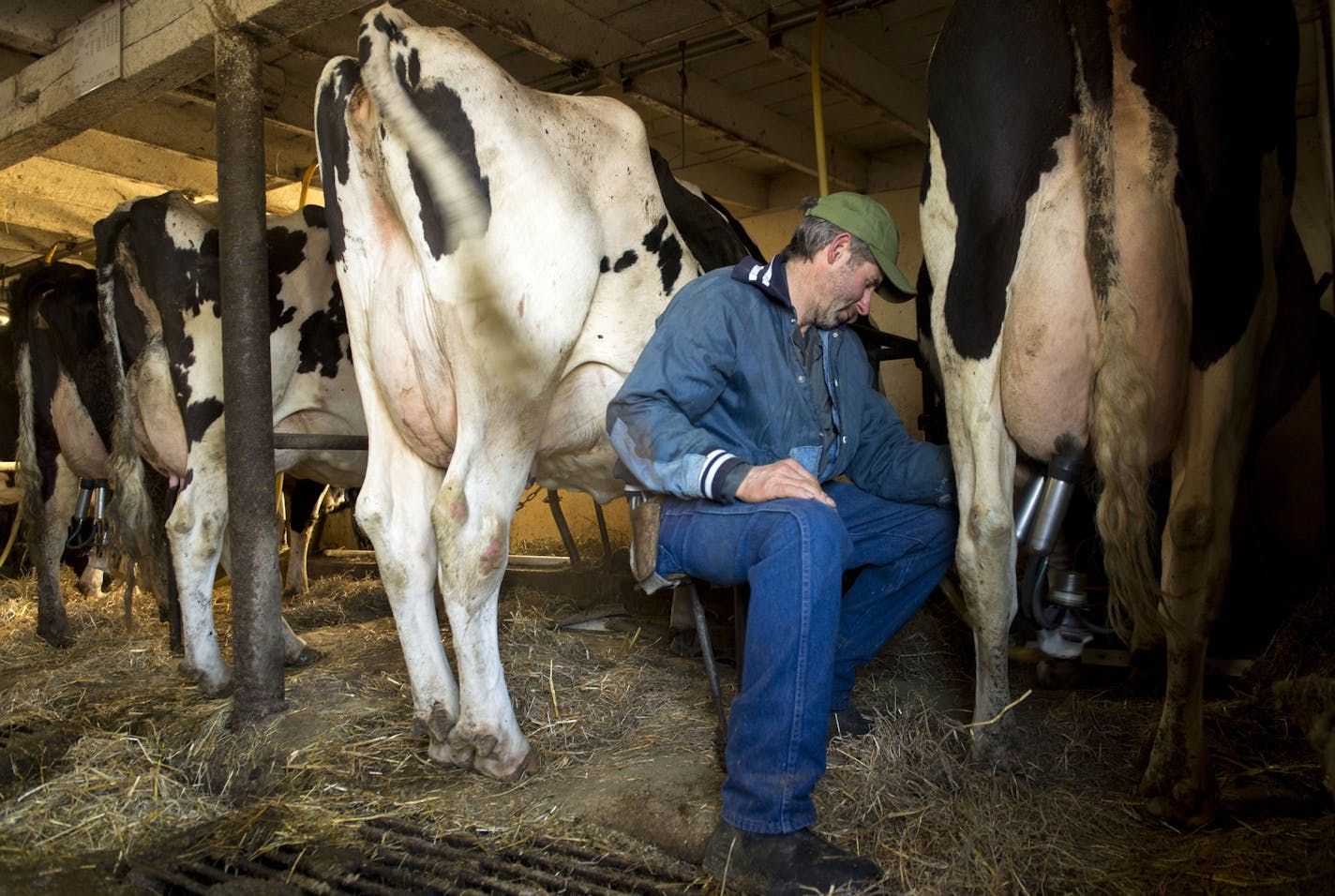 Owner of Wicmar Dairy Mark Wickenhauser milks one of the last cows of the morning. ] BRIDGET BENNETT SPECIAL TO THE STAR TRIBUNE &#x2022; bridget.bennett@startibune.com Mark Wickenhauser started the transition of Wicmar Dairy into an organic farm in 2000 and became certified organic in 2005. at Wickenhauser's farm, Wicmar Dairy, in Cologne, MN on March 11, 2015.