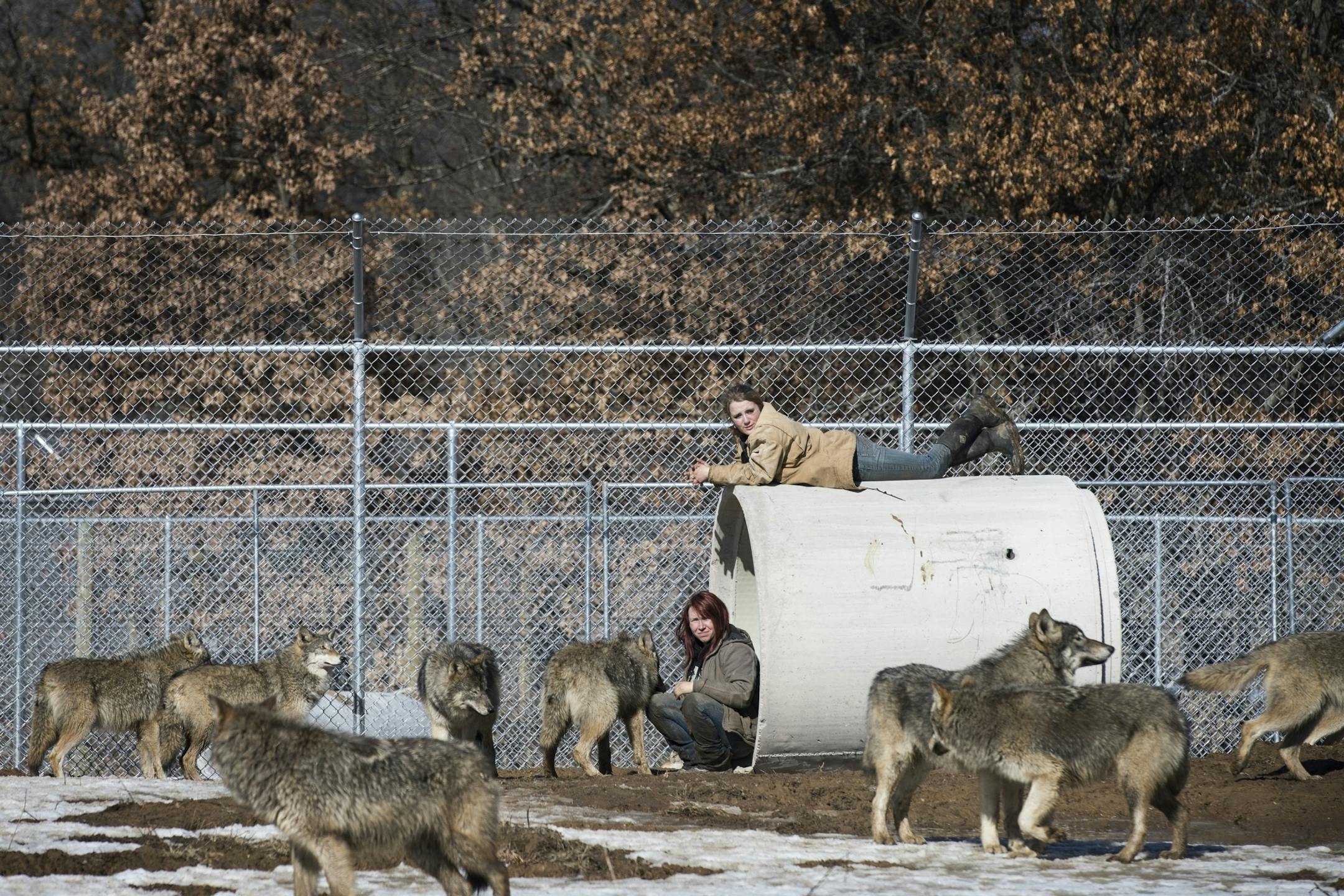 Roberta Ryan, animal care coordinator, bottom, and Megan Callahan-Beckel, top, 17, daughter of the executive director of the Center, play with the wolves in their new habitat in Linwood.