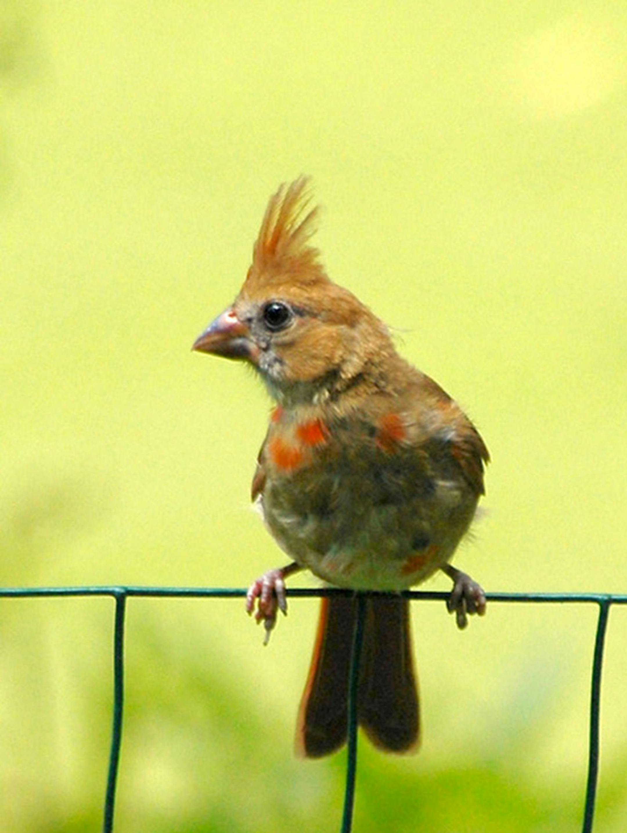 A young cardinal that hasn't yet molted into adult plumage.