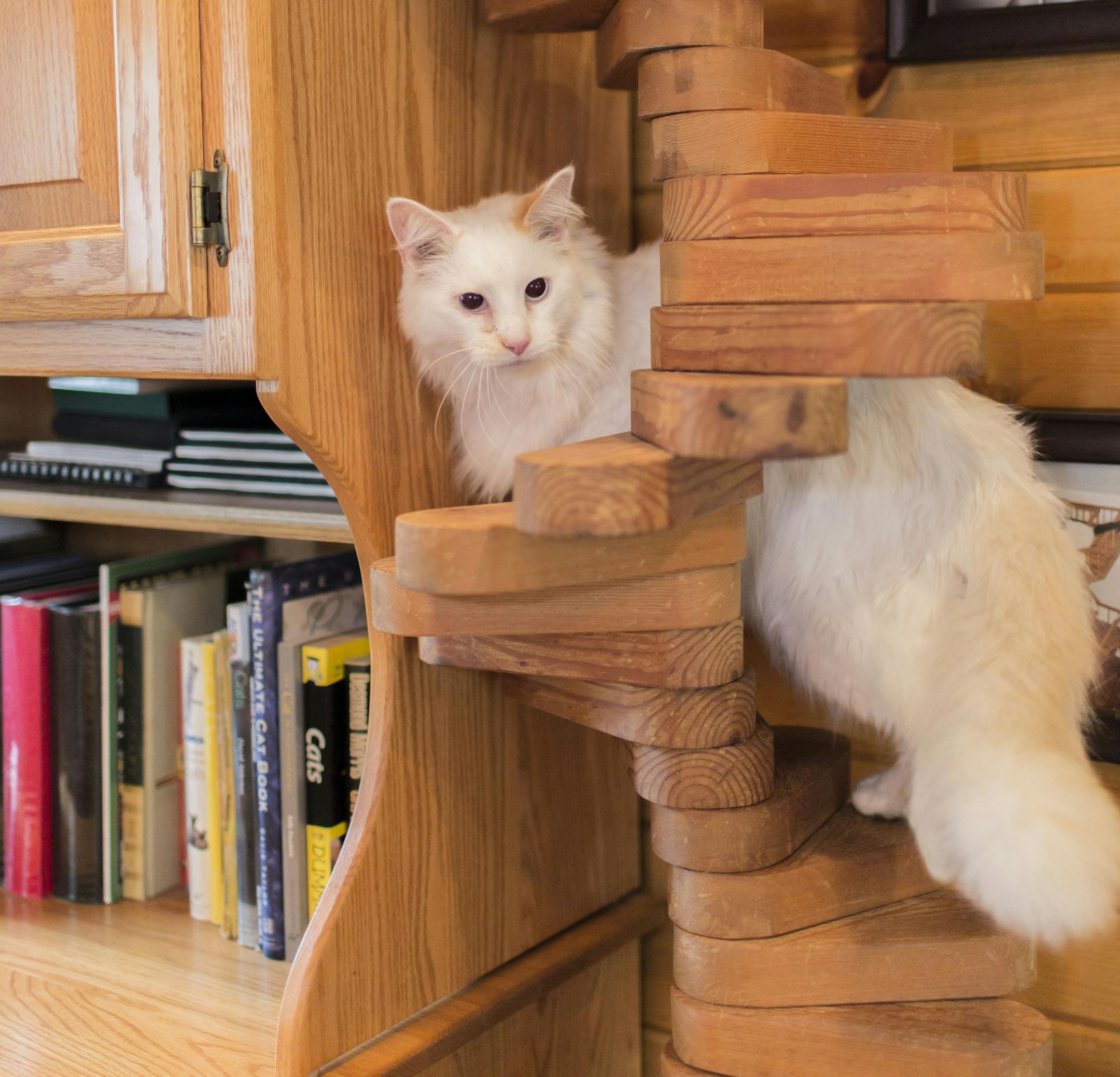 This photo provided by Tarcher Perigee shows a cat stairway can provide on and off ramps for a cat superhighway in the book, "Catify to Satisfy: Simple Solutions for Creating a Cat-Friendly Home by Jackson Galaxy and Kate Benjamin. Whether it's a new kitten, an older rescue or an addition to your cat family, choosing just the right gear and tweaking your home is key to keeping felines safe, sane and stimulated. (Jeff Newton/Tarcher Perigee via AP)