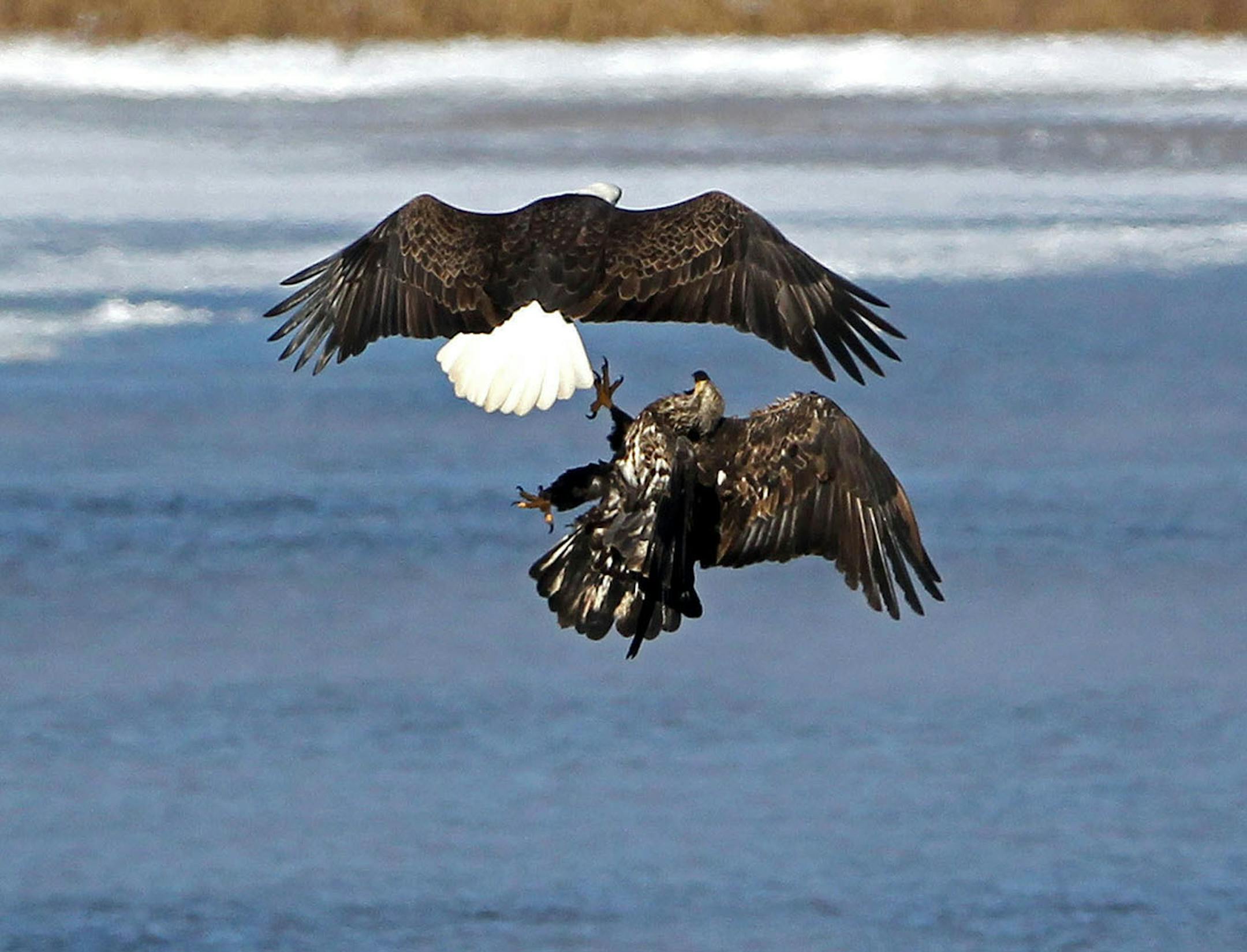 An immature bald eagle attacks a mature bird while battling over a fish Wednesday, Jan. 7, 2015, on the Mississippi River in Red Wing, MN.](DAVID JOLES/STARTRIBUNE)djoles@startribune.com Bald eagles on Mississippi River