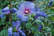 Include shrubs like this Blue Satin Rose of Sharon to add color and interest to the garden.