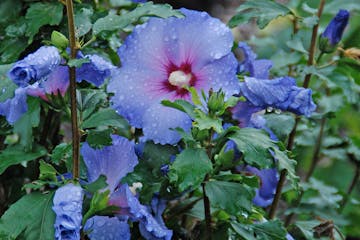 Include shrubs like this Blue Satin Rose of Sharon to add color and interest to the garden.