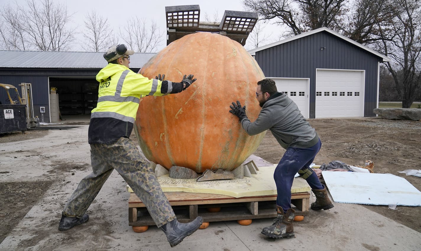 A forklift and skid steer came in handy to put the prize-winning pumpkin upright.