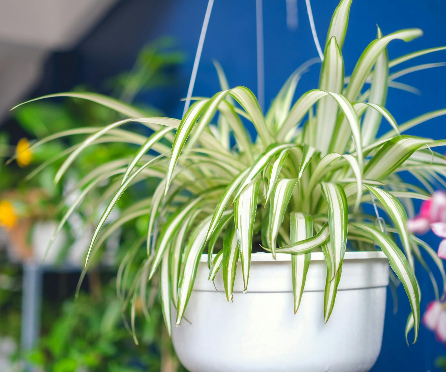 Chlorophytum comosum, Spider plant in white hanging pot / basket, Air purifying plants for home, Indoor houseplant, Hanging plant, Vertical wall garden, Houseplants With Health Benefits concept