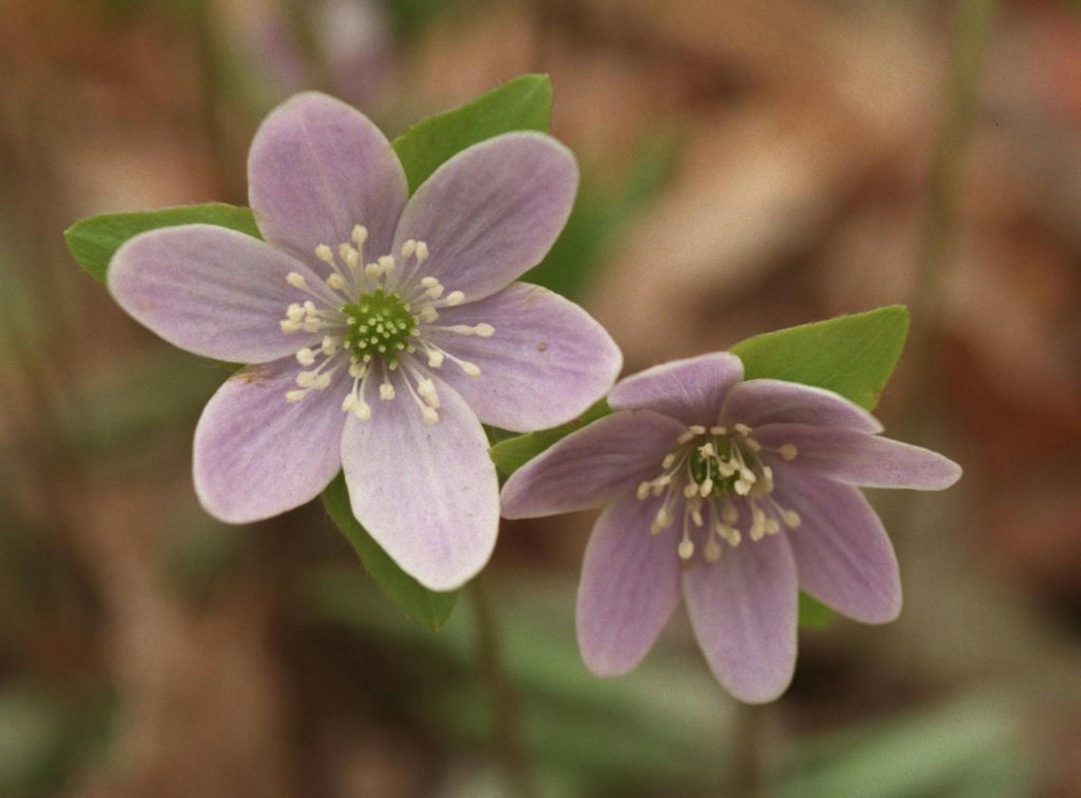 Blooming is about two weeks behind schedule because of the cool spring, but there are many blooms to be seen if you know where to look. This photo: Hepatica blooms in the Eloise Butler Wildflower Garden.