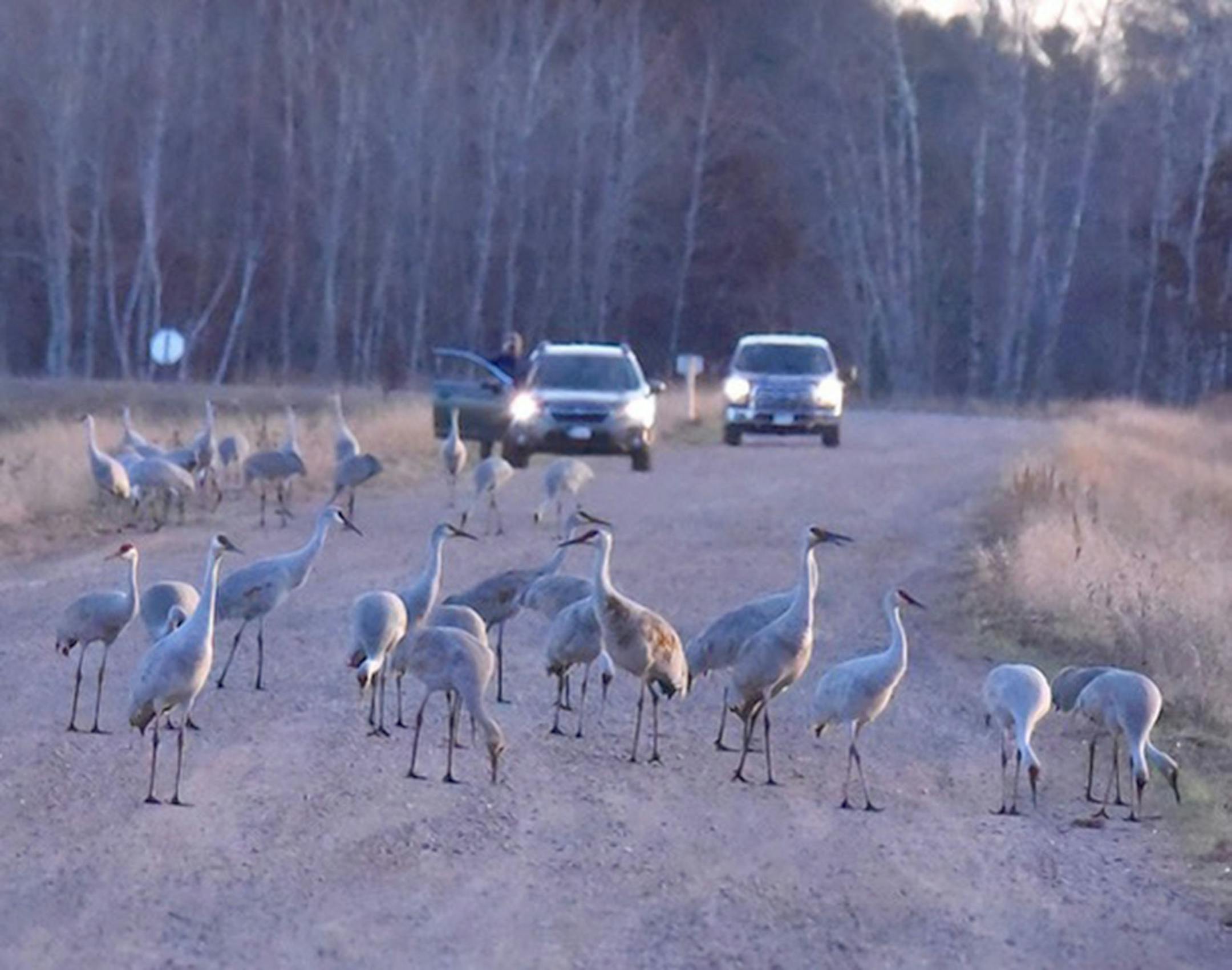 Large group of crane across a road, with cars stopped in the background.