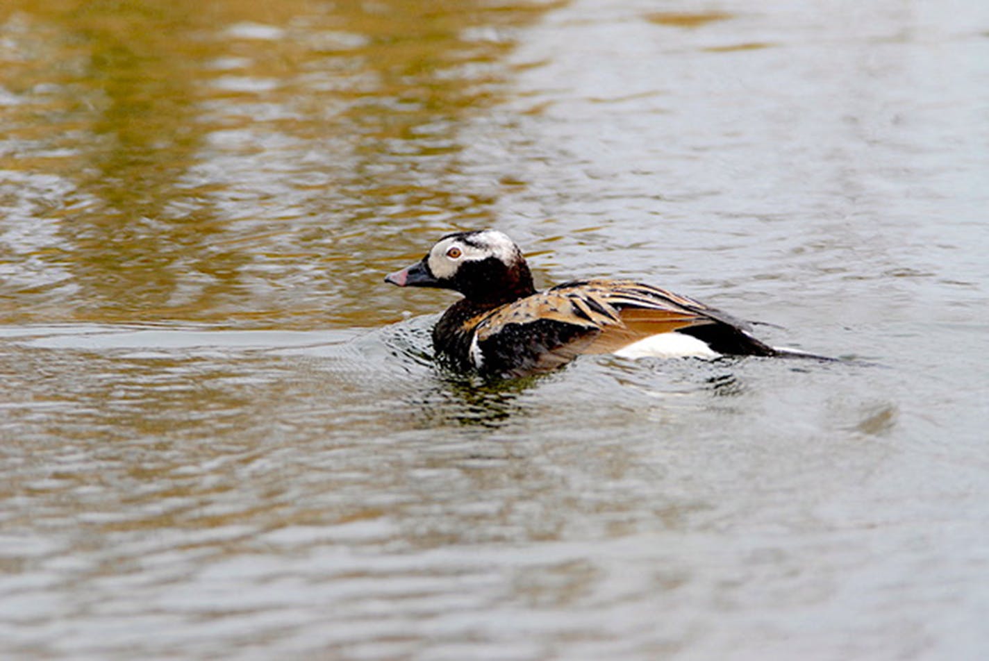 A closeup of a long-tailed duck on water.