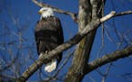 A bald eagle perches in a tree on the Mississippi River near LeClaire, Iowa, Saturday, Jan. 13, 2018. (E. Jason Wambsgans/Chicago Tribune/TNS)