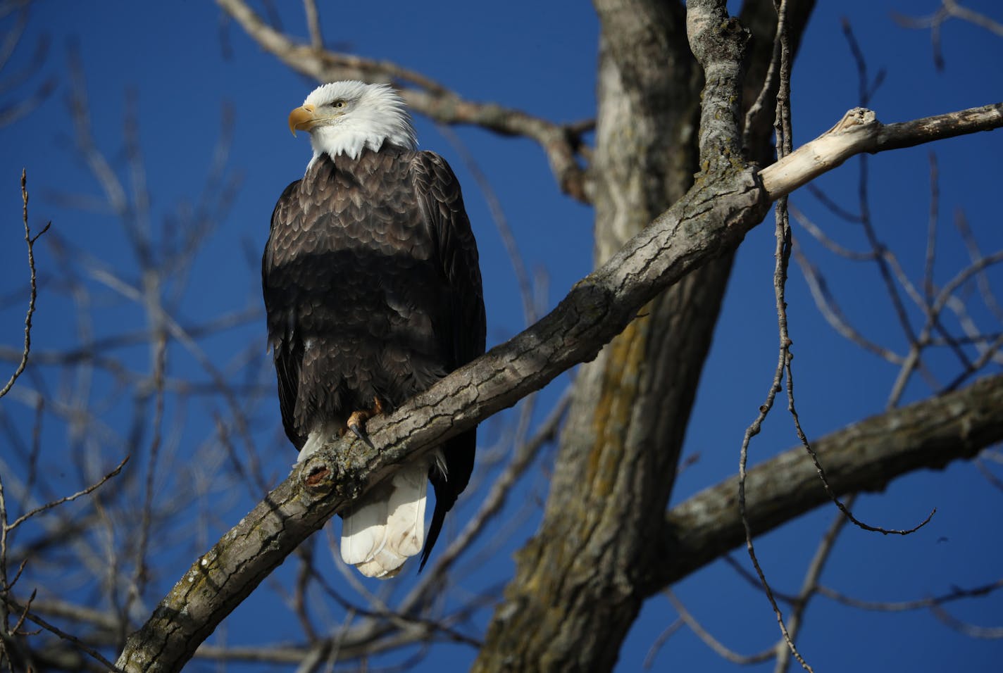 A bald eagle perches in a tree on the Mississippi River near LeClaire, Iowa, Saturday, Jan. 13, 2018. (E. Jason Wambsgans/Chicago Tribune/TNS)