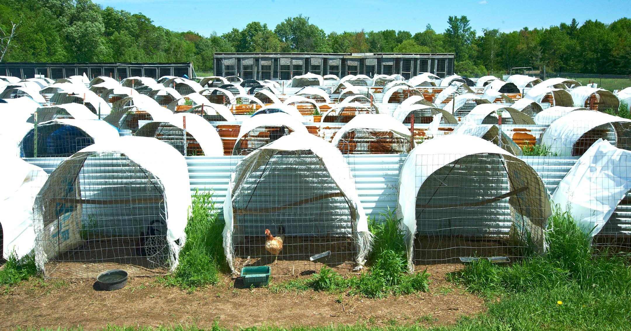 Law enforcement officers, working in concert with dozens of investigators and veterinarians, searched four western Wisconsin farms Tuesday to crack down on what authorities have described as a massive cockfighting and breeding operation.