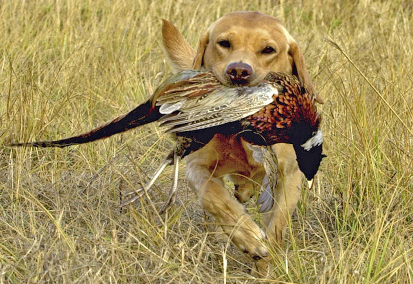 Lac qui Parle County in extreme western Minnesota has long been a favorite stopover place for Minnesota pheasant hunters.