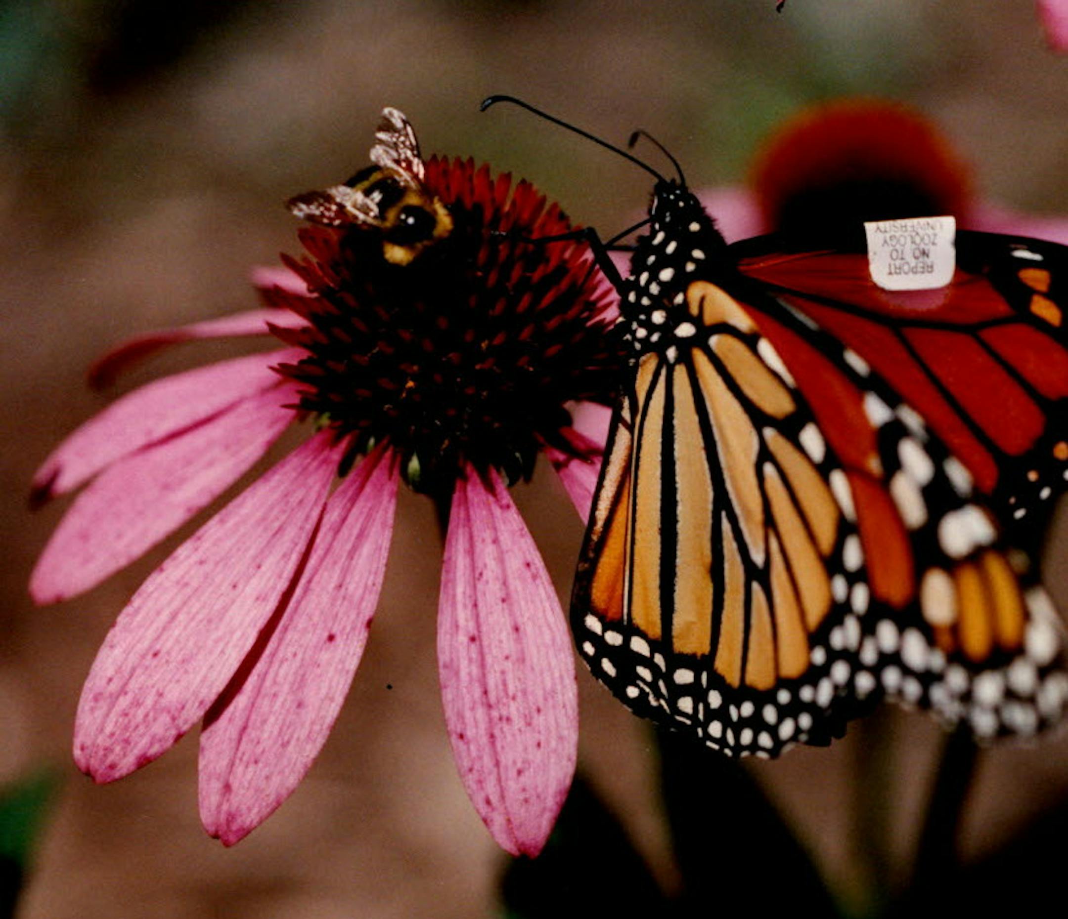 Minnesota Landscape Arboretum's Bee Lawn demonstrates how to create a "pollinator paradise" at home. Star Tribune