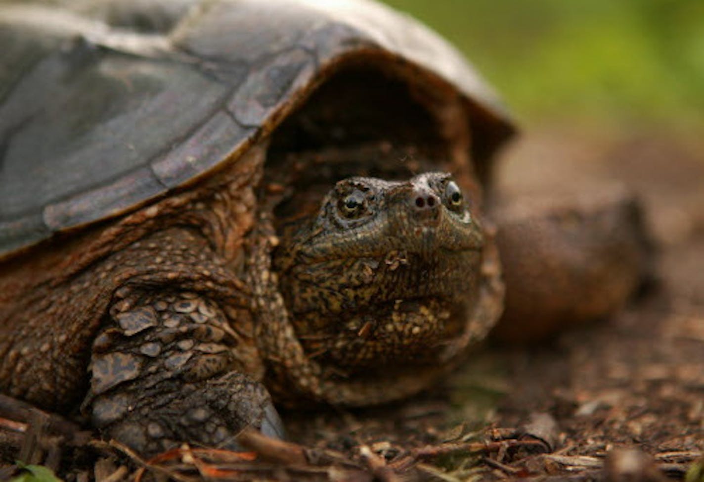 A large female snapping turtle, likely looking for a place to lay her eggs, just off the west loop hiking trail at Springbrook Nature Center Thursday evening. GENERAL INFORMATION: FRIDLEY - 6/19/03 - City budget cuts threaten to close the Springbrook Nature Center in Fridley, a gem of a nature preserve on the north end of the city. The 127 acre park is home to 350 plant species, as well as a range of critters.