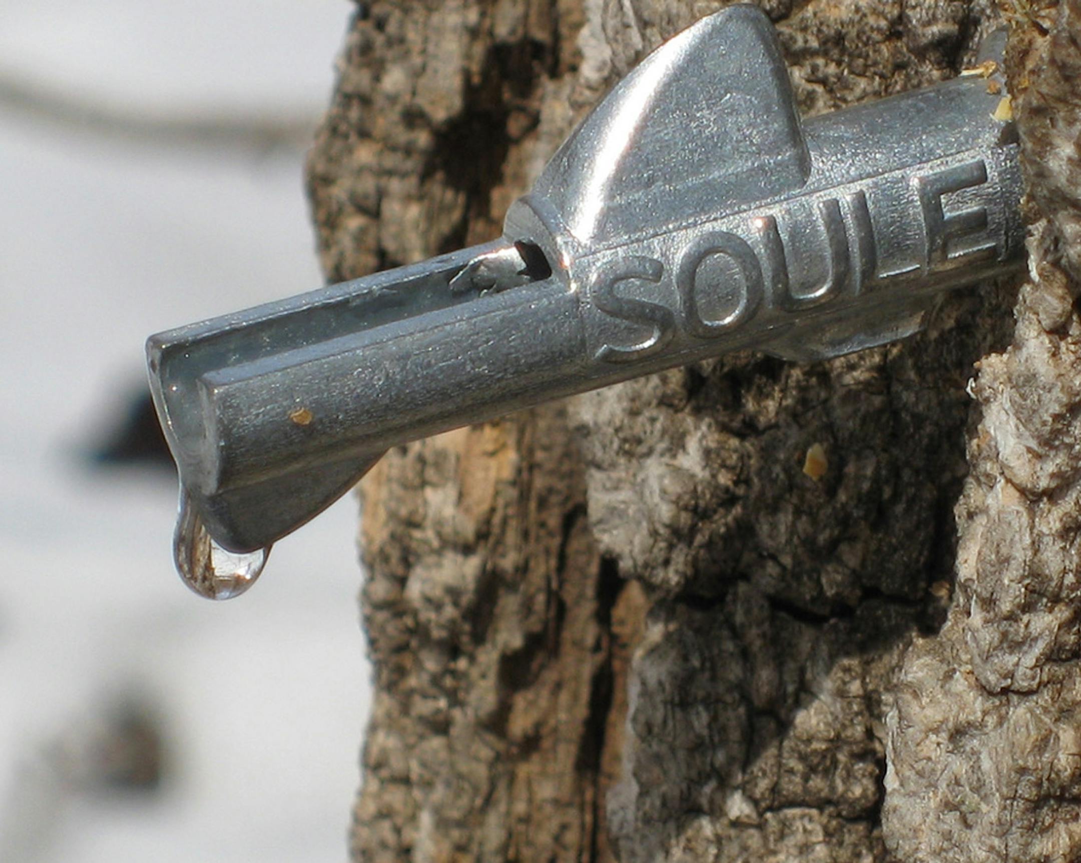 A maple tap in northern Minnesota