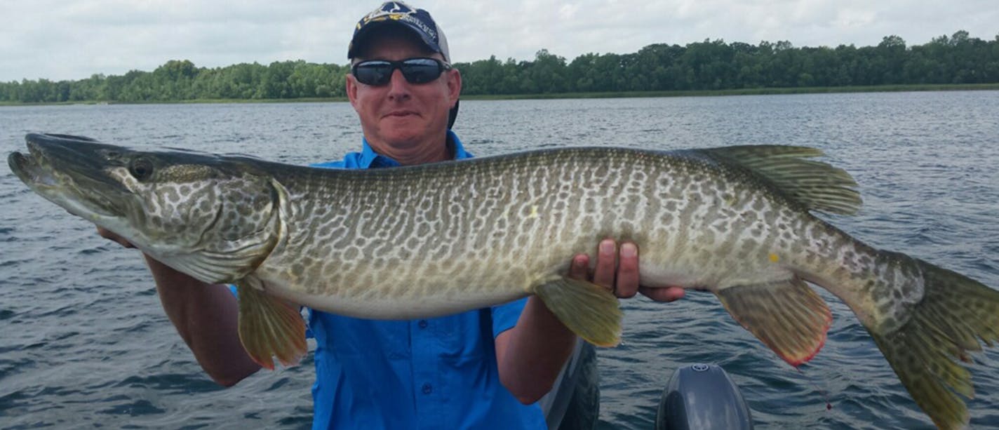 Missouri angler Chris Richison fished lasst week with muskie guide Josh Stevenson of Blue Ribbon Bait in Oakdale and boated &#xf3; and released &#xf3; this 47.5 inch tiger muskie.